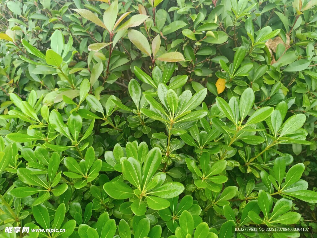 翠绿繁茂的植物景观