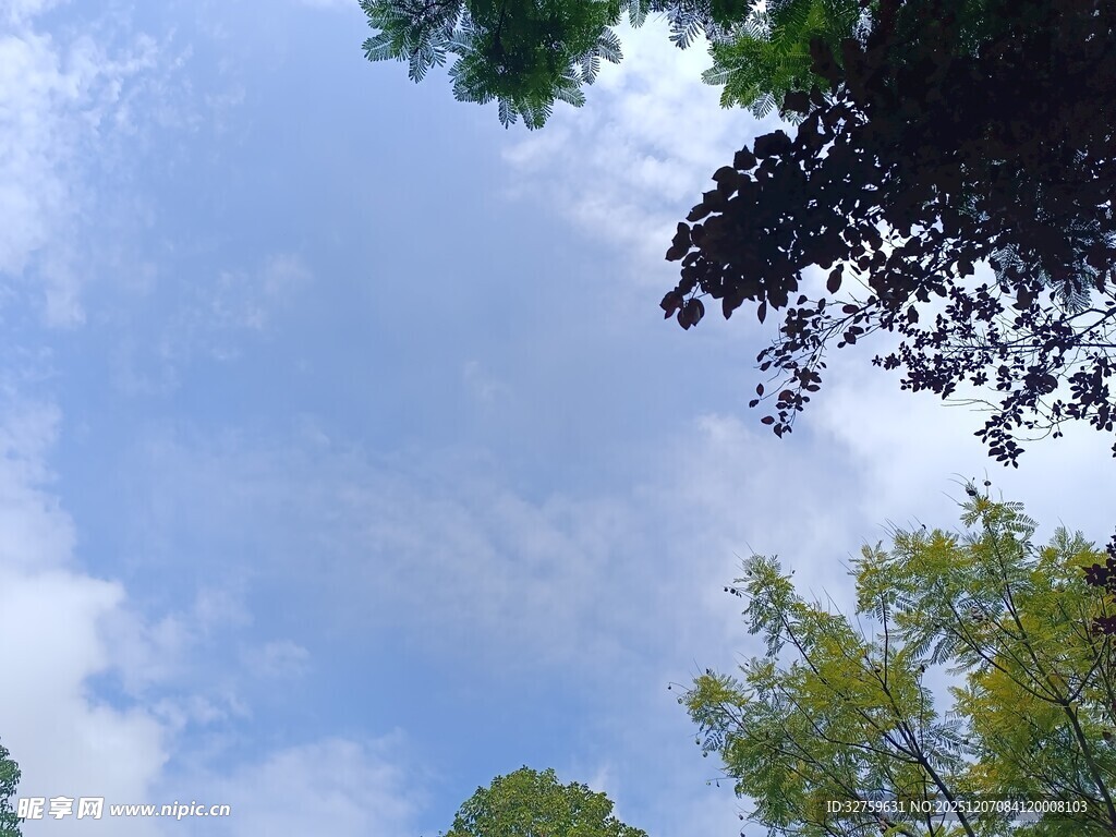 仰望蓝天绿树美景