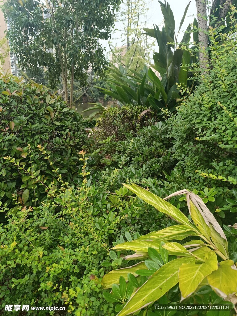 繁茂绿植景观