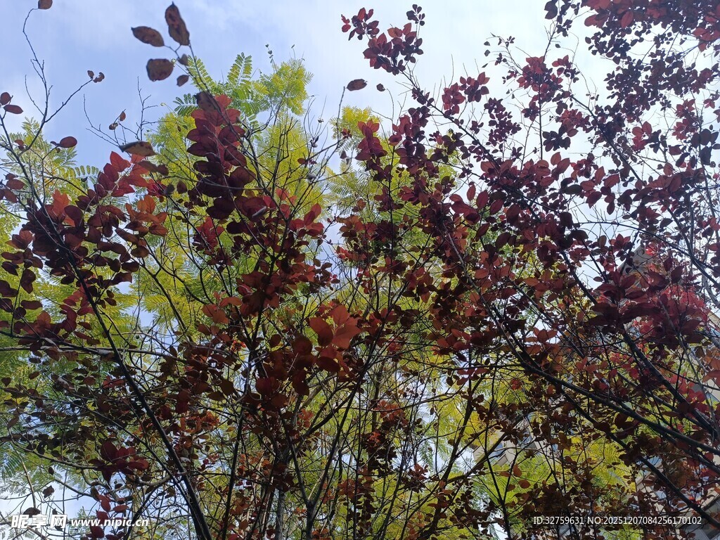 多彩树叶展现自然之美