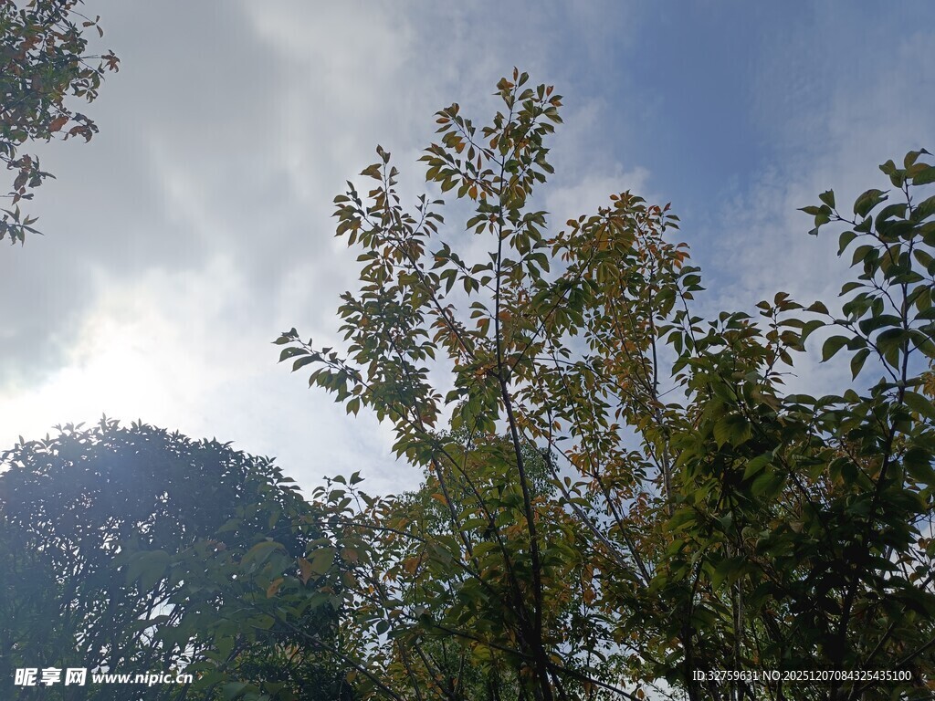 阳光下的树林景致