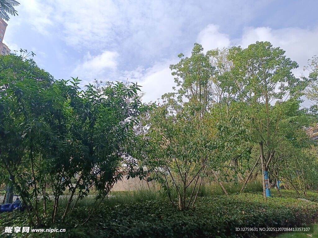 户外绿意盎然的自然景致