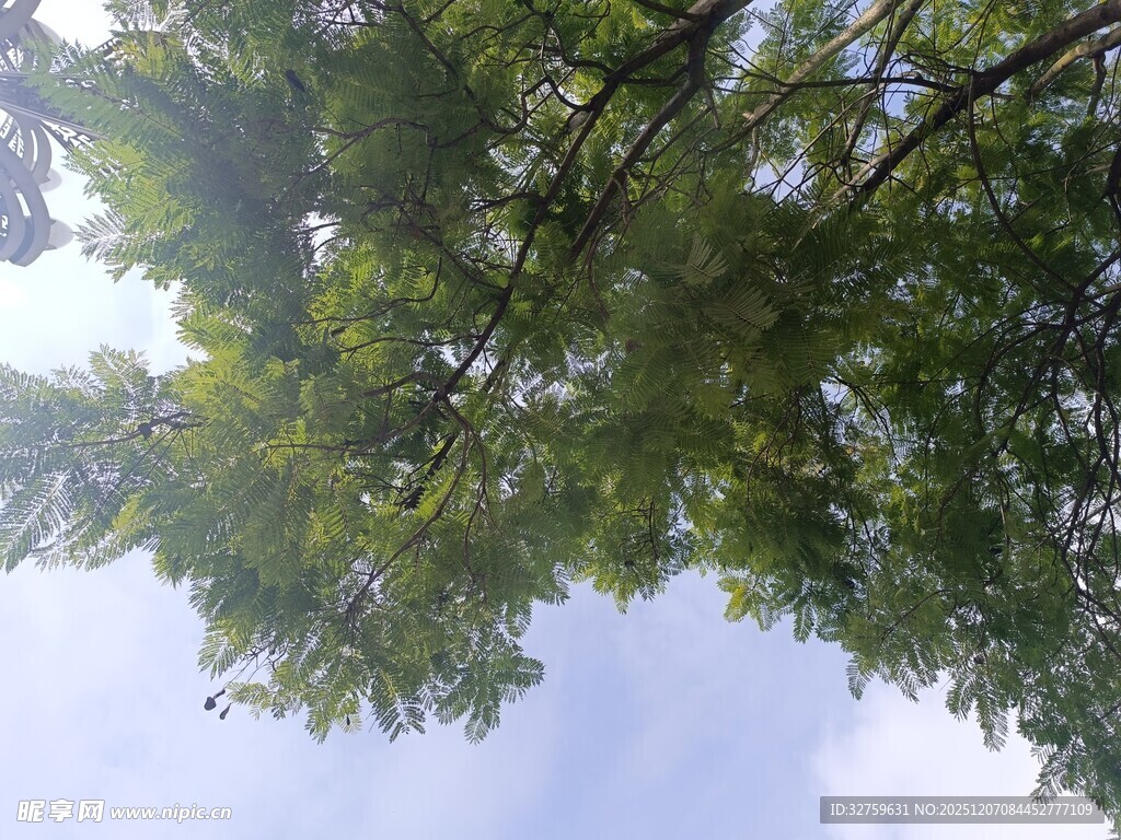 仰视繁茂绿树与蓝天