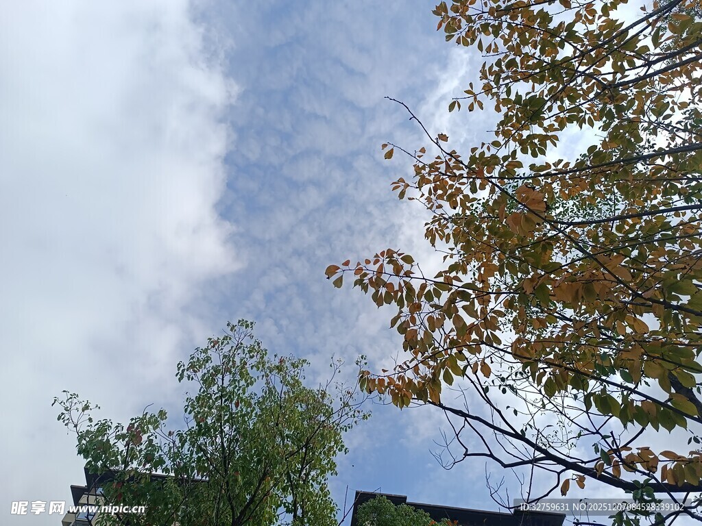 秋日树梢上的蓝天白云