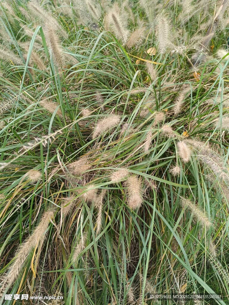 茂密的狗尾草景观
