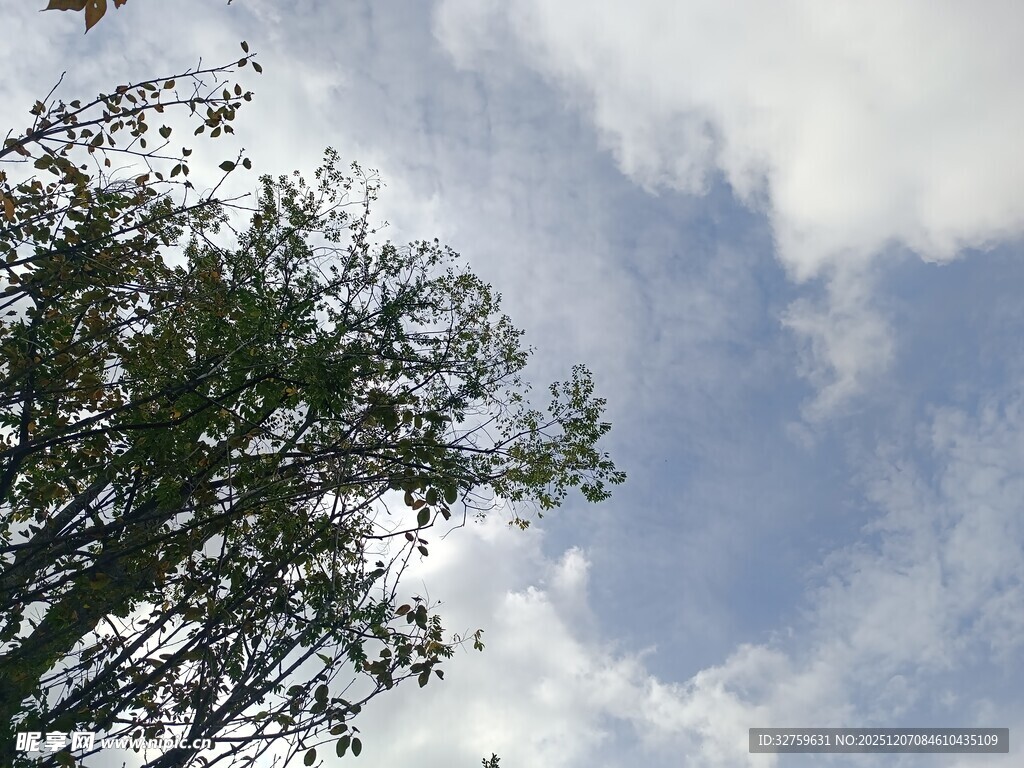 蓝天白云下的繁茂绿树