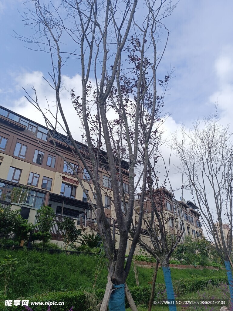 春日城郊建筑与光秃树木