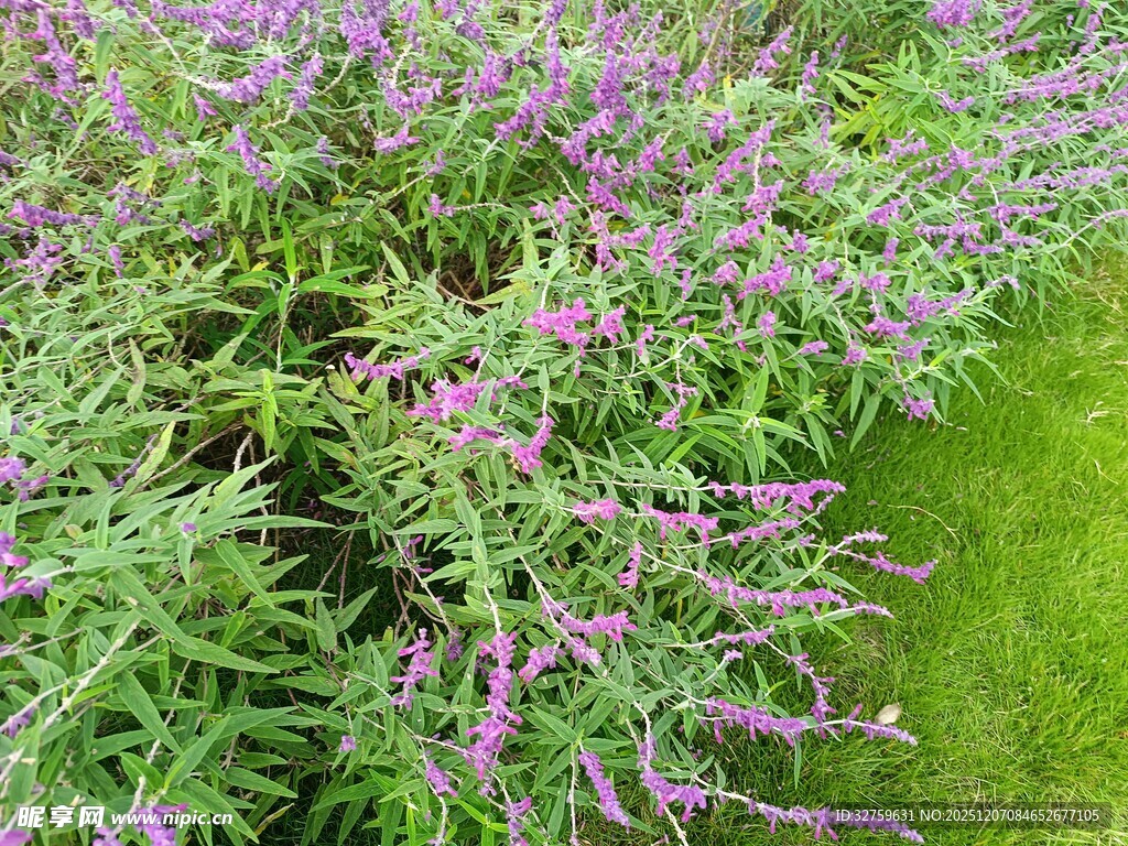 紫色花丛绿意盎然