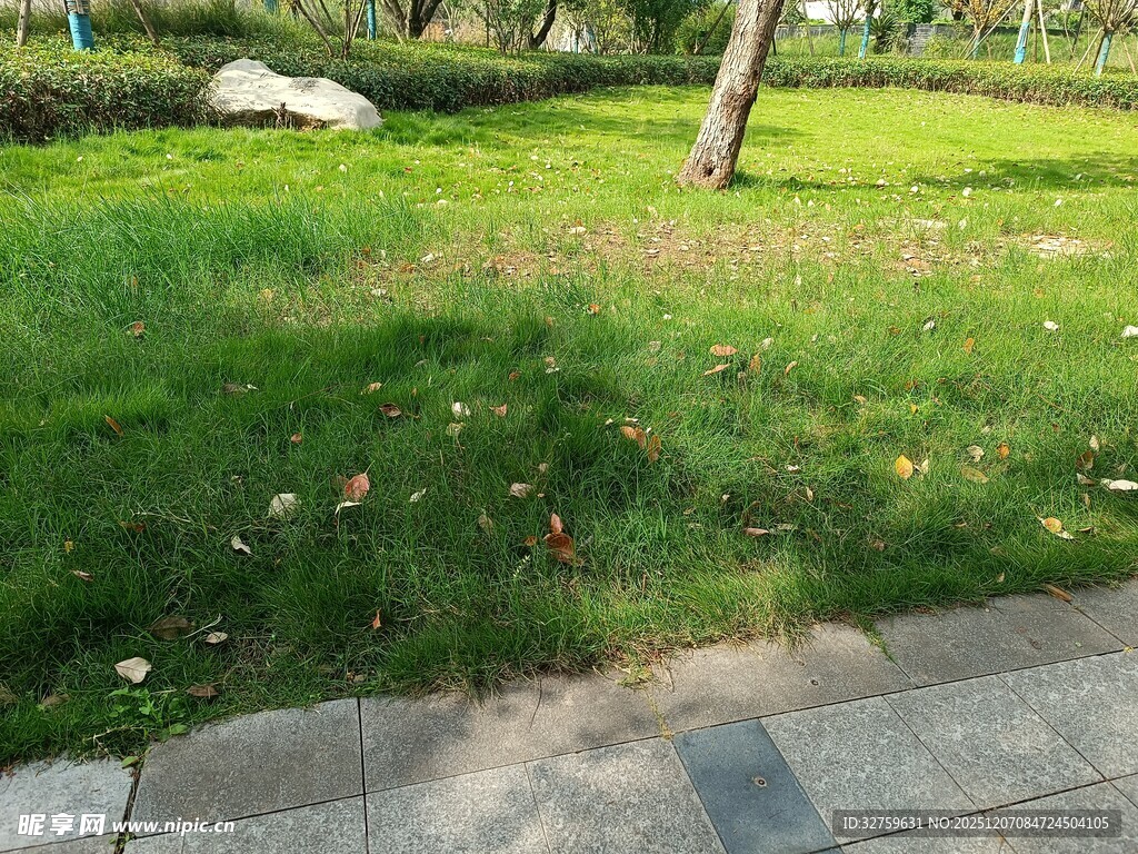 户外绿地旁的石板路