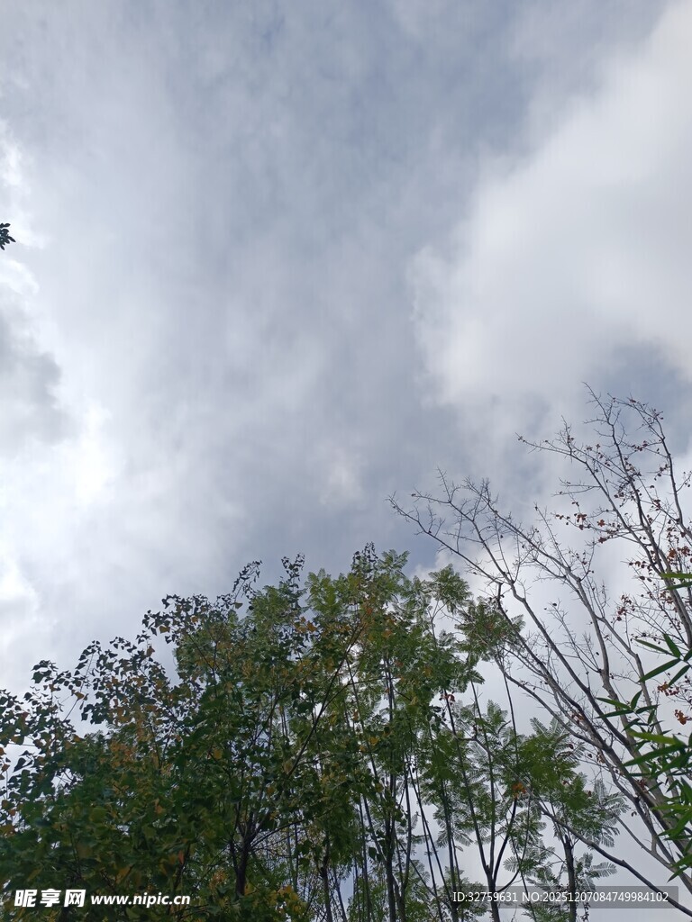 天空下的树木与云层