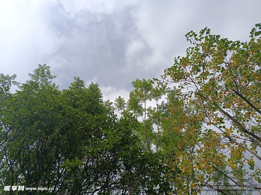 仰视绿树与天空景象