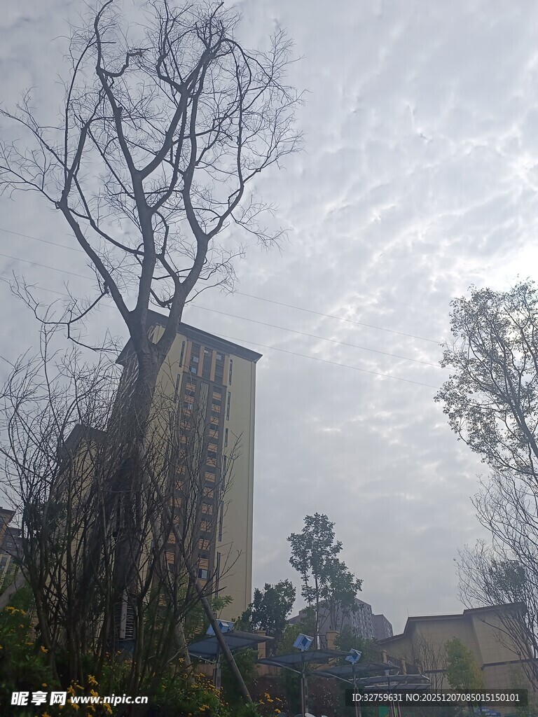 高楼旁枯树景象