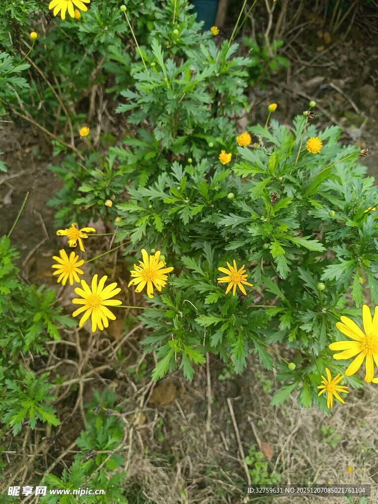 黄色小花生长在绿色植株上