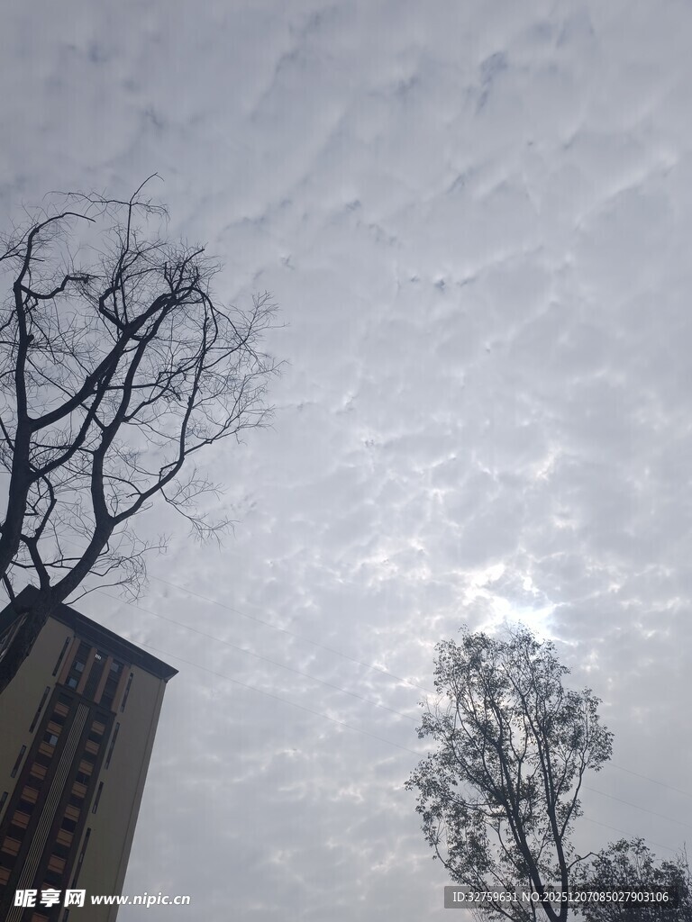 冬日枯树与高楼的天空景