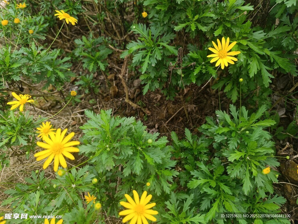 金黄灿烂的美丽小野花