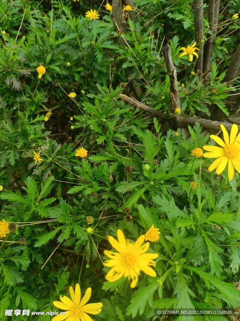 绿叶丛中绽放的黄色小花