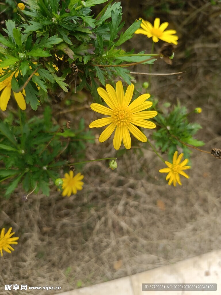 黄色小花绽放于绿叶间