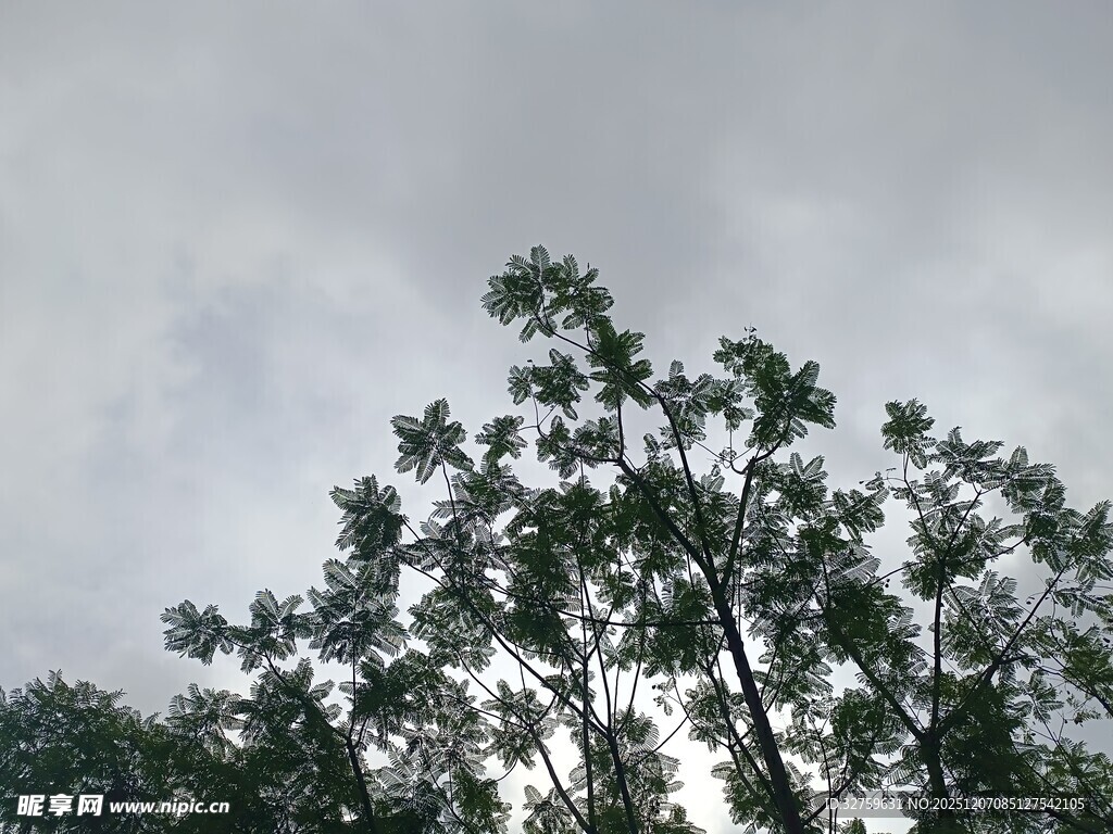 天空下的繁茂树木