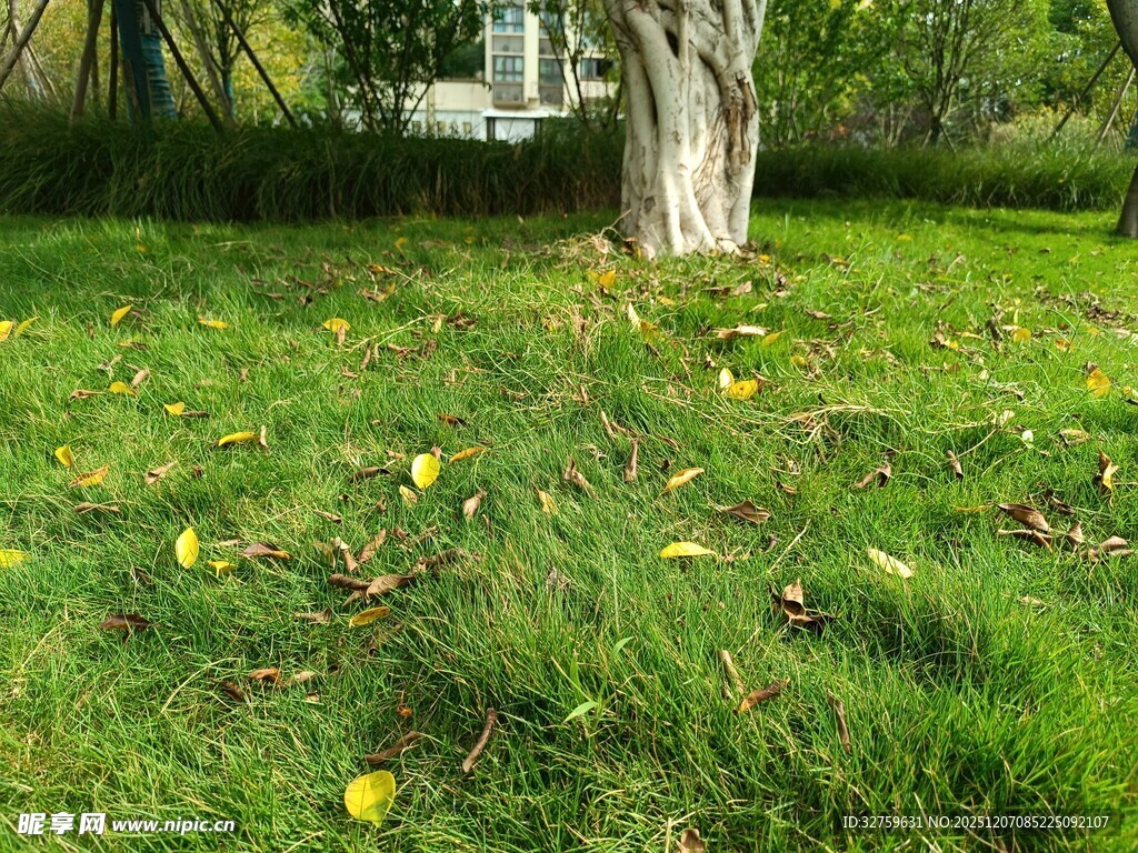 秋日草地旁的大树
