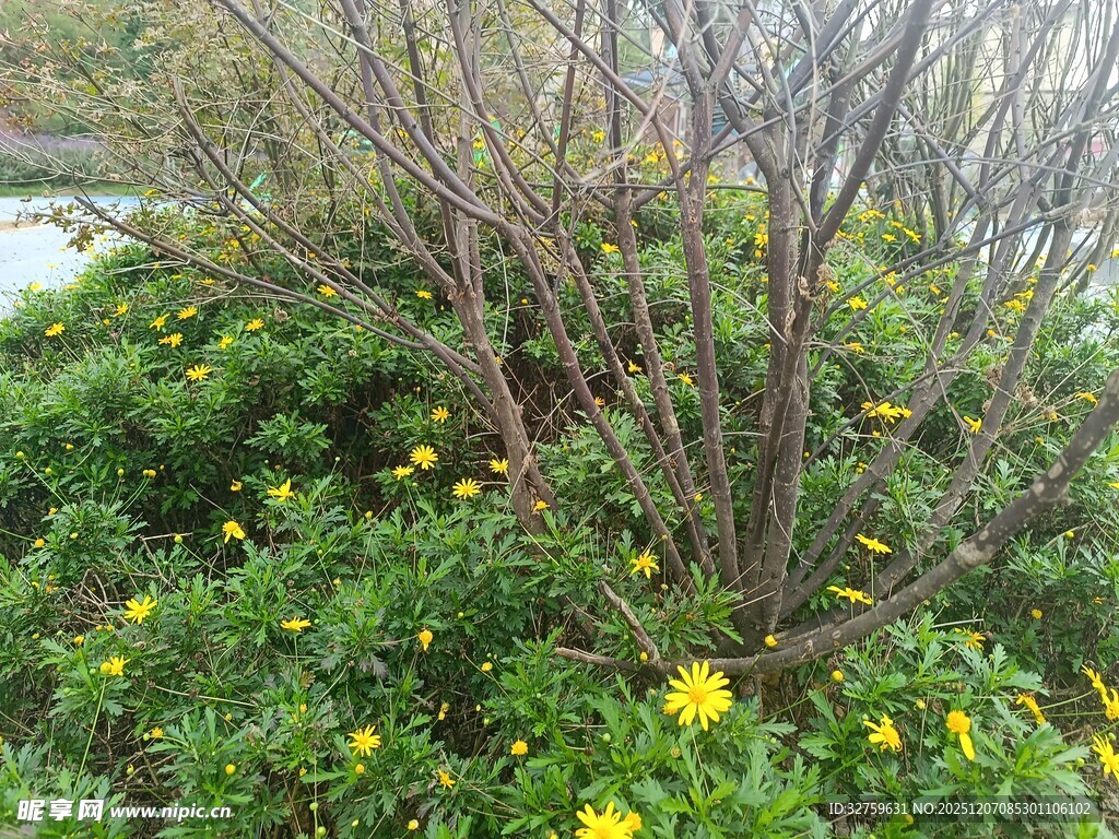 春日花丛中的光秃枝干