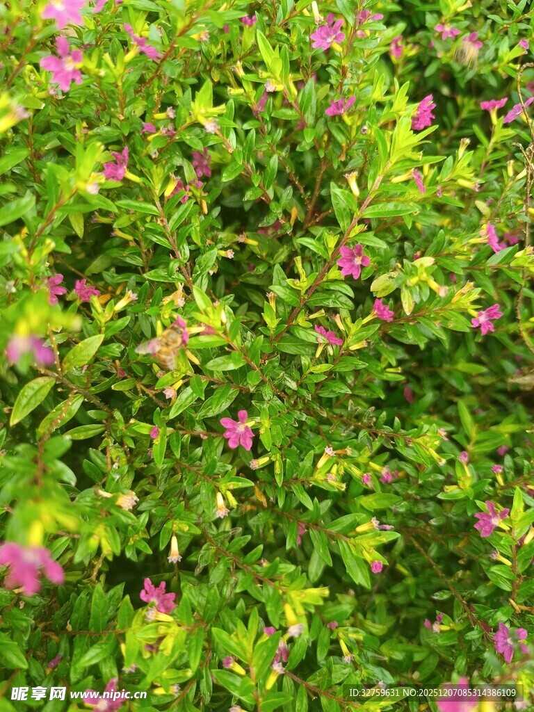 绿叶丛中的粉色小花