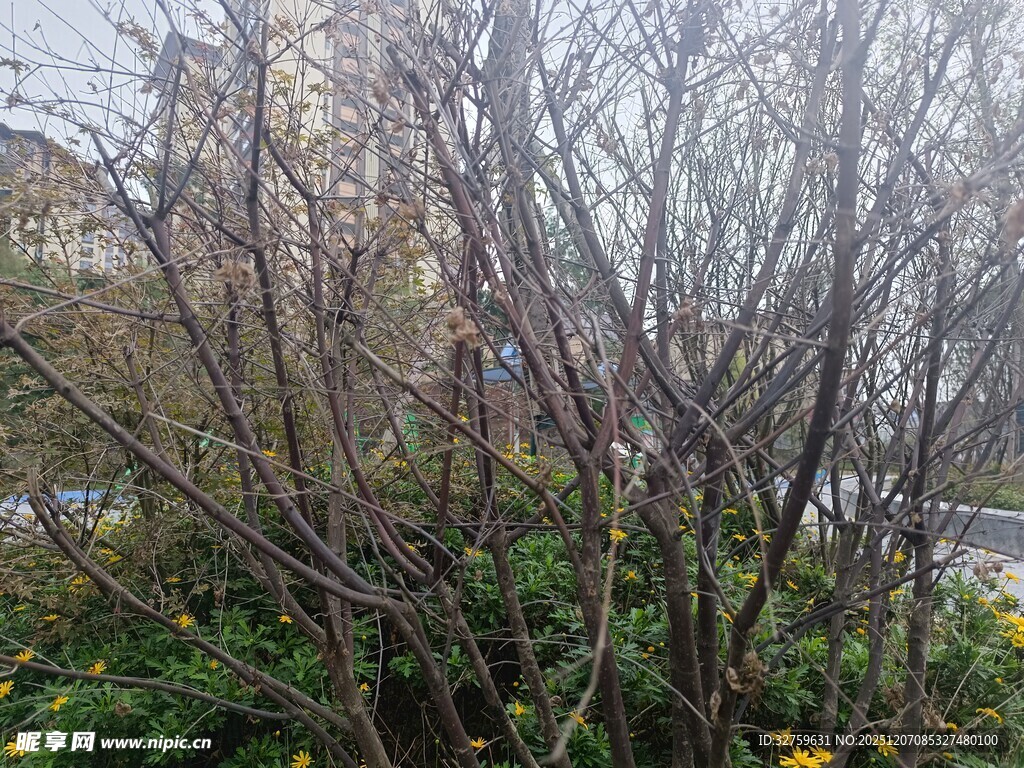 雾中繁茂灌木与黄色小花