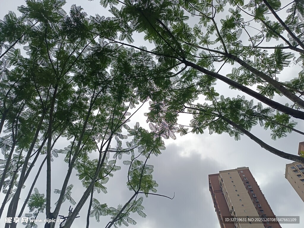 仰视林立树木与高楼