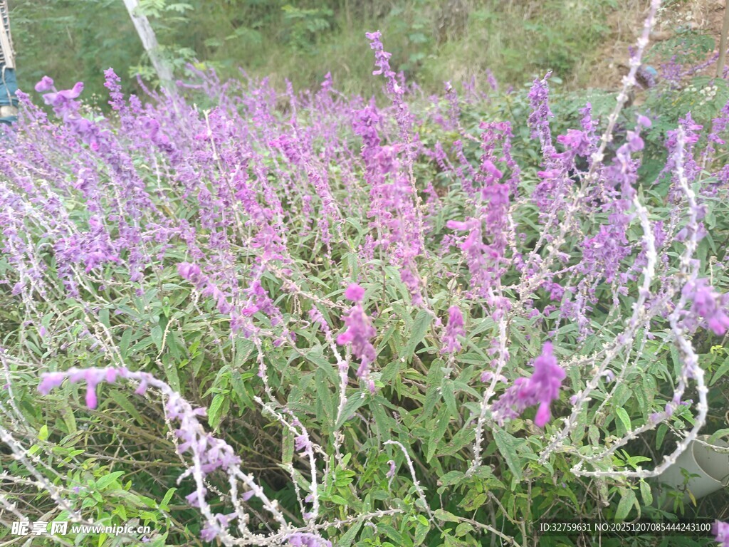 紫色花海绽放自然之美