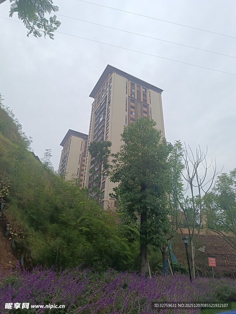 紫色花田旁的高耸建筑