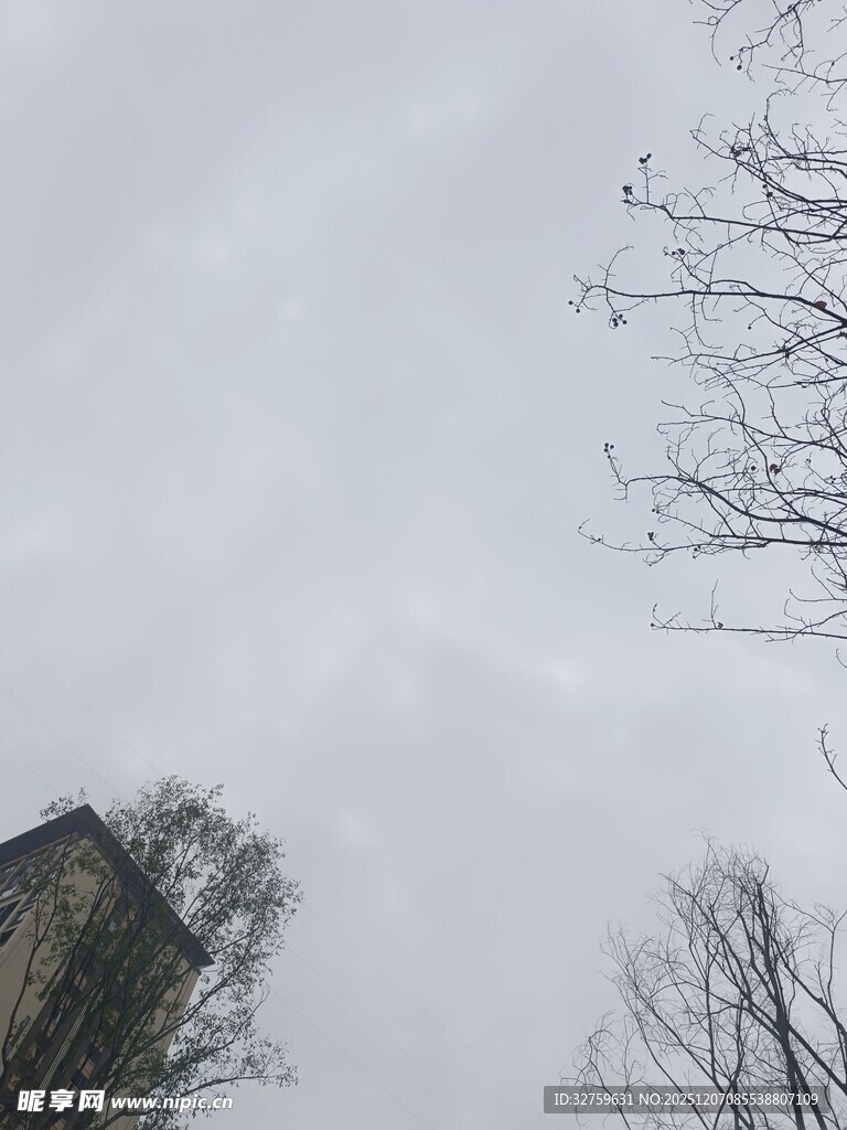 阴天中的建筑与光秃树木