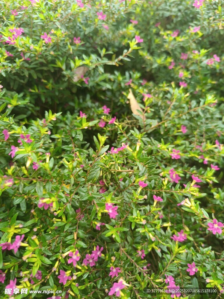 繁花盛开的绿色植物景观