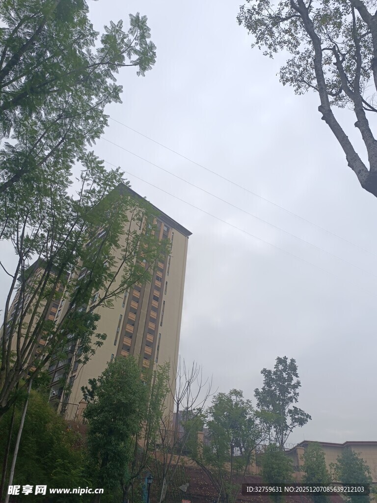 高楼旁的绿树景观