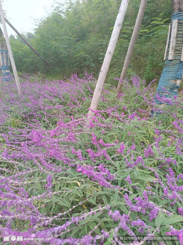 紫色花海中的田园景象