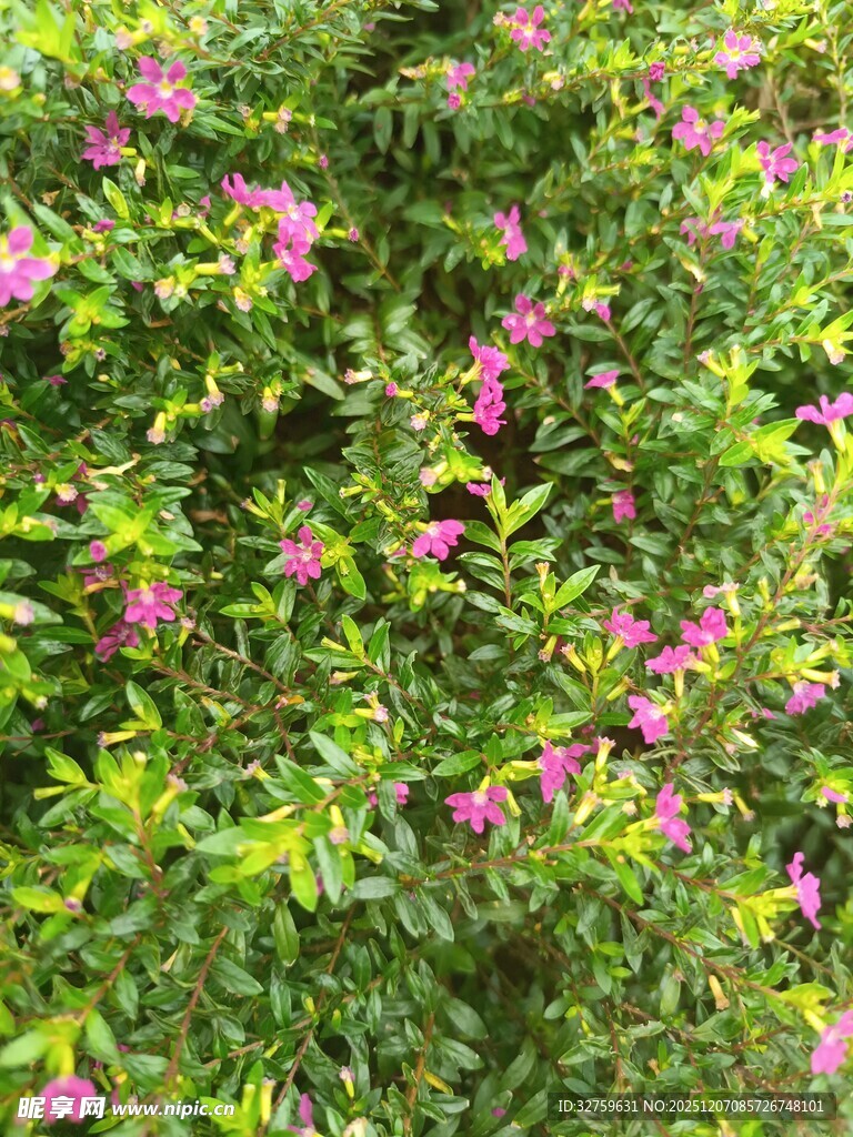 繁茂花丛中的娇艳粉花