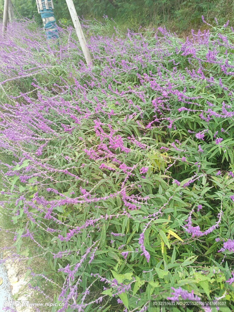 紫色花卉繁茂的绿植景观