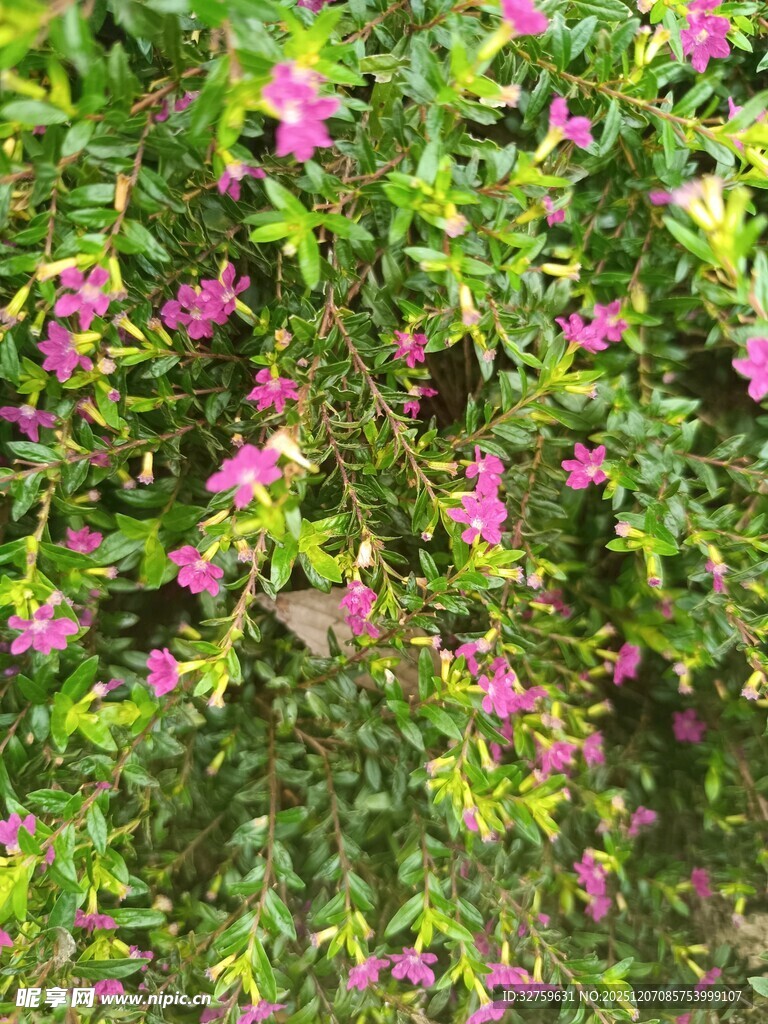 繁茂粉色花卉绿意盎然