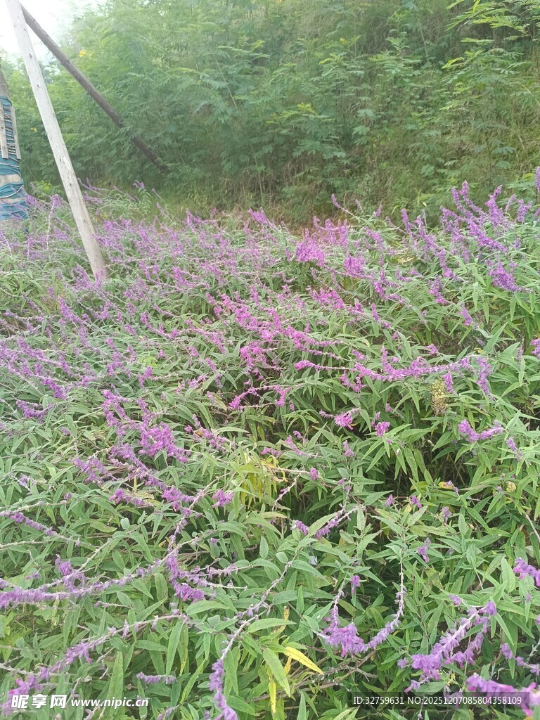 紫色花卉繁茂的林间景象