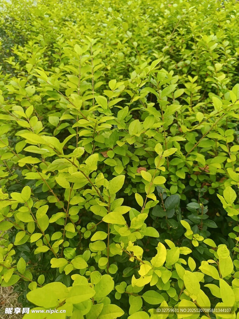 翠绿繁茂的植物景观