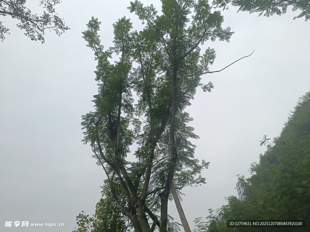 雨中挺立的绿树