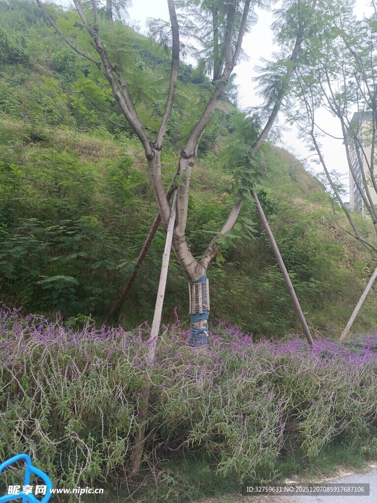 山坡紫花绿树美景
