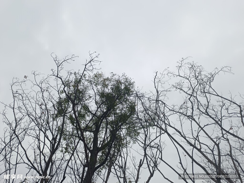 冬日枯树景象