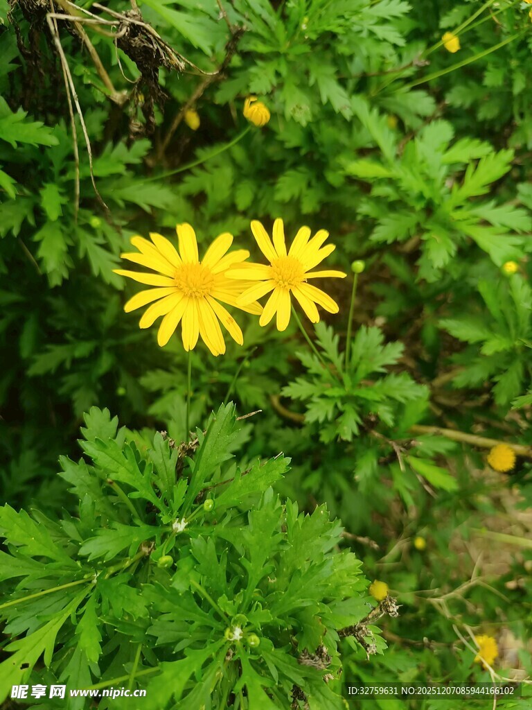 两朵黄色小花绽放绿叶间