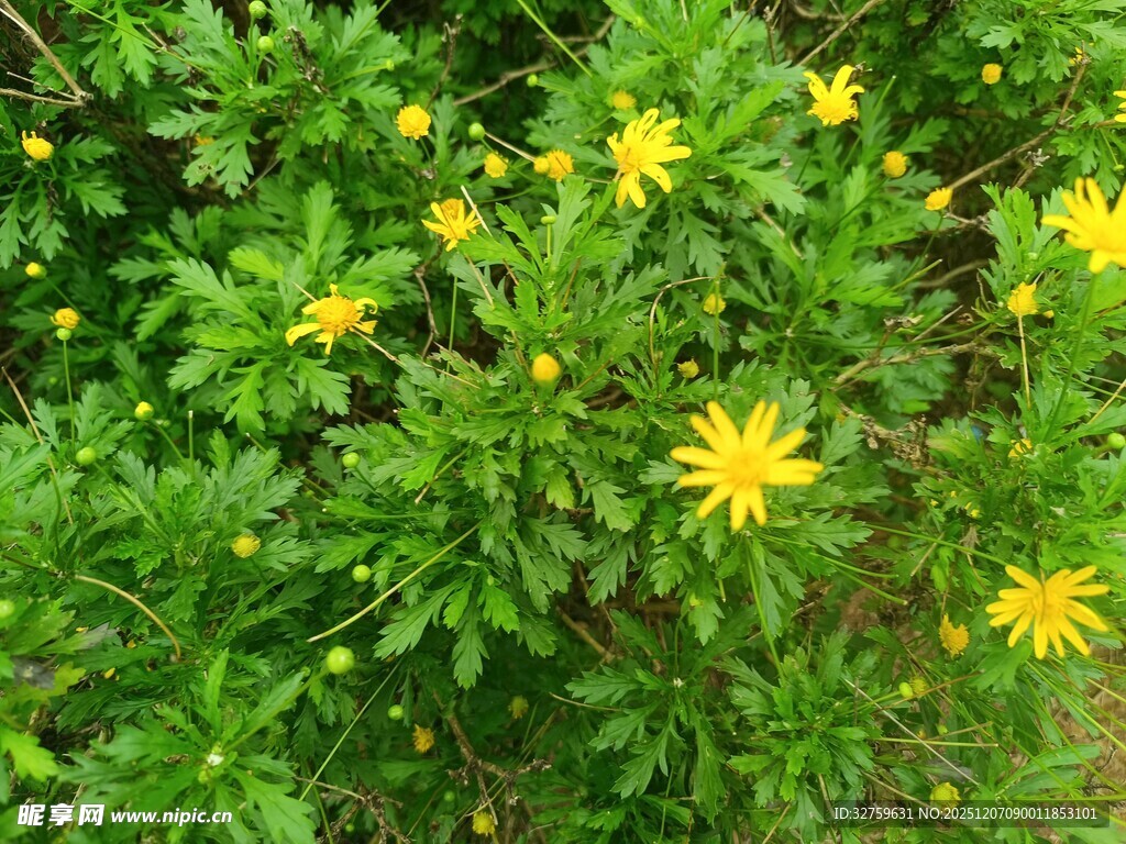 绿叶丛中的黄色小花