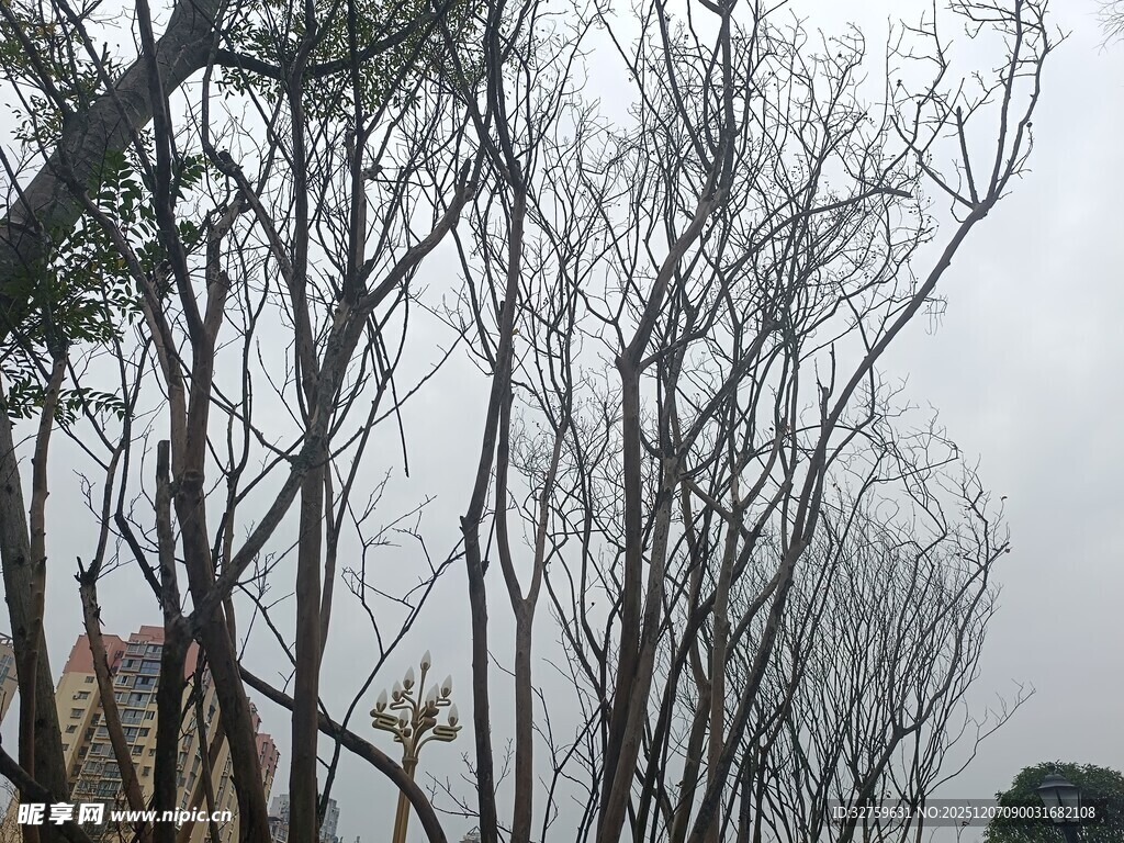 冬日枯树林景象