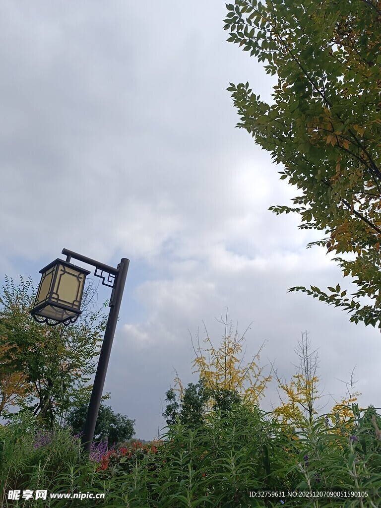 户外路灯旁的绿植与天空