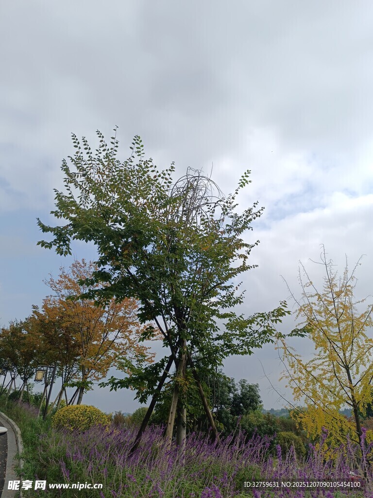 秋日多彩树木与紫色花丛