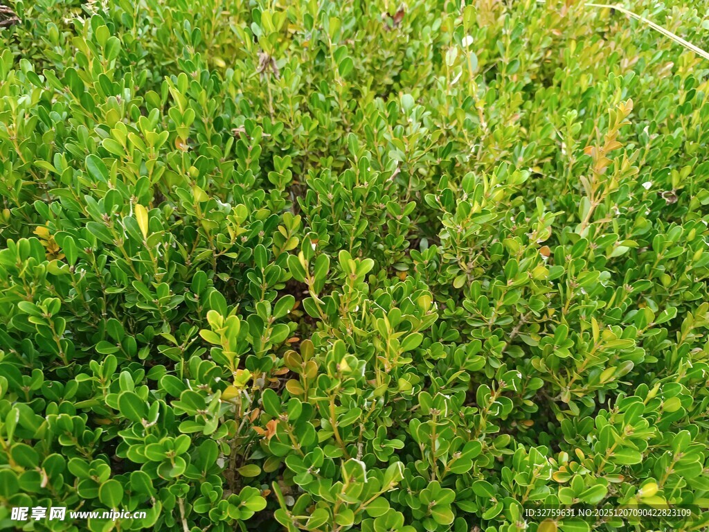 翠绿繁茂的灌木丛