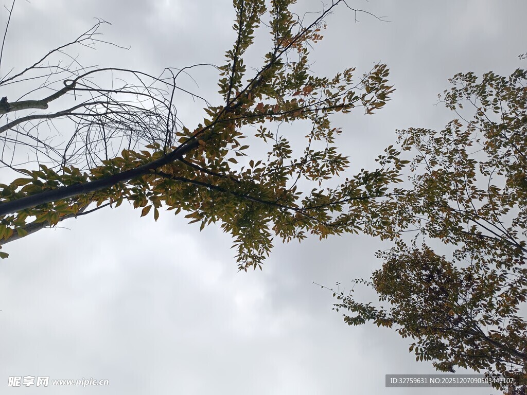 仰视枯树枝干与天空
