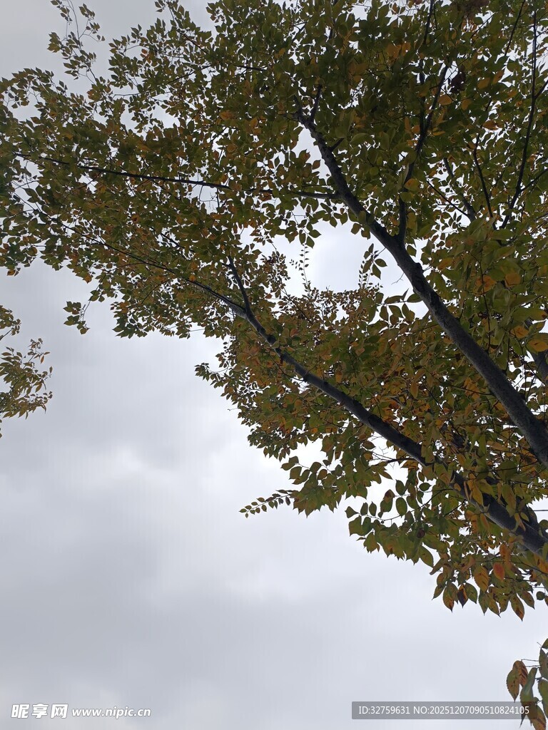 仰视视角下的枝叶与天空