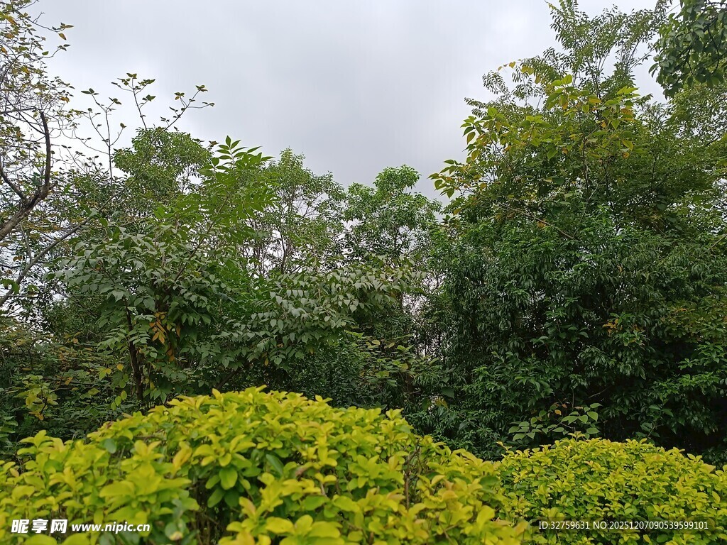 绿意盎然的繁茂树林景观